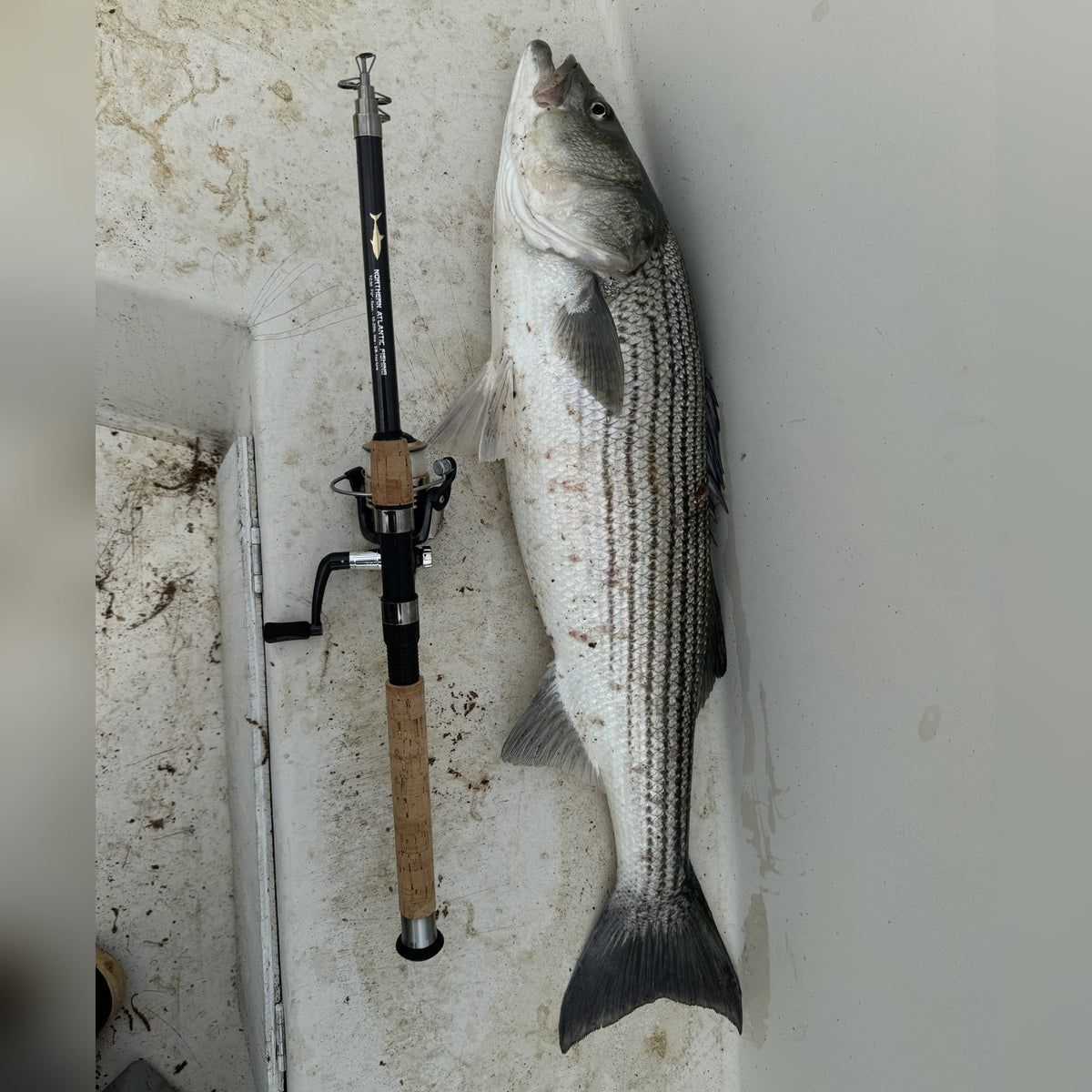 Striped bass next to a Northern Atlantic Fishing collapsible rod and reel