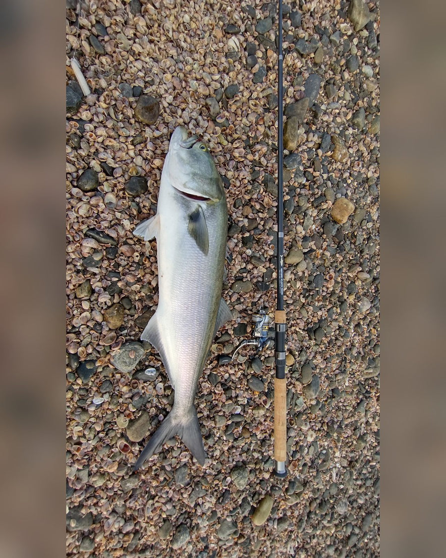 Bluefish on a pebble beach with a Northern Atlantic Fishing rod