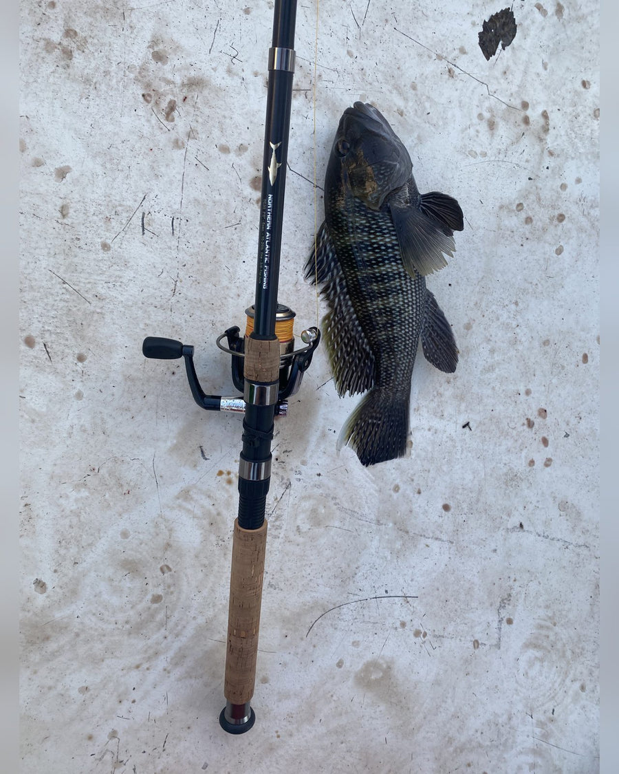 Black sea bass next to a Northern Atlantic Fishing spinning rod and reel