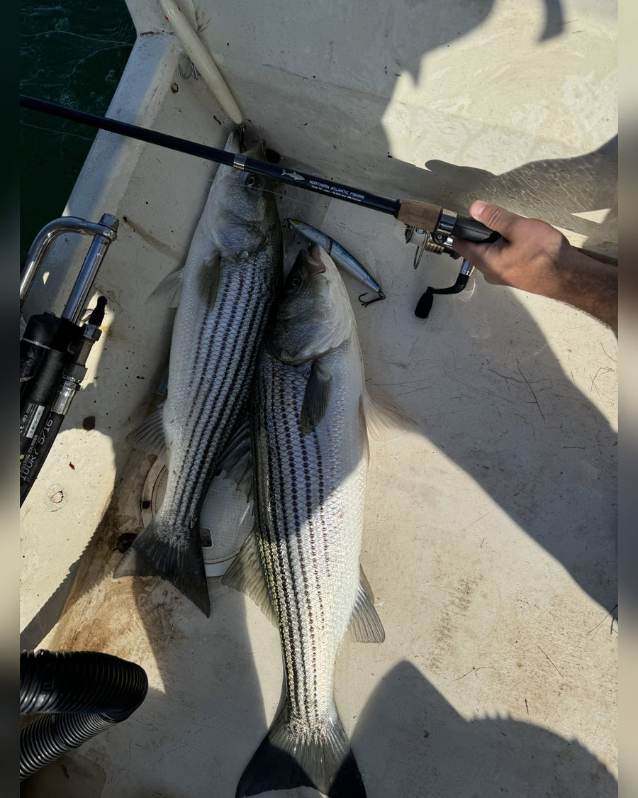 Two striped bass on deck with a Northern Atlantic Fishing rod